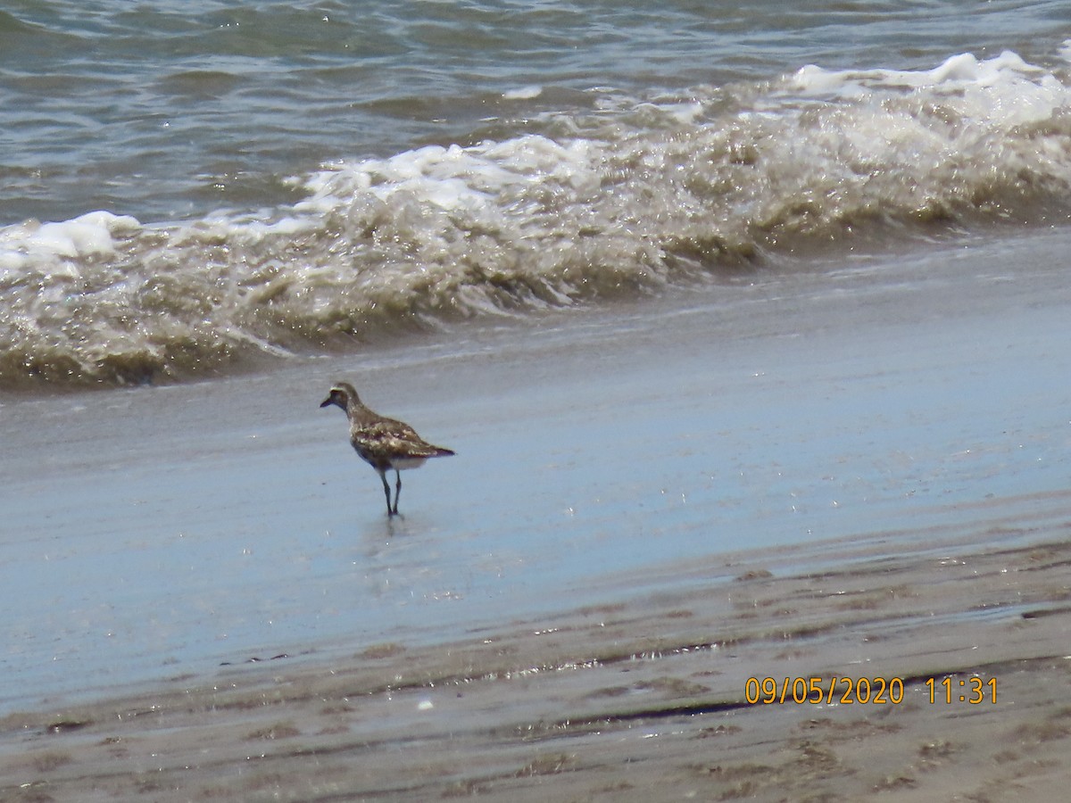 Black-bellied Plover - Arianne  Magallon