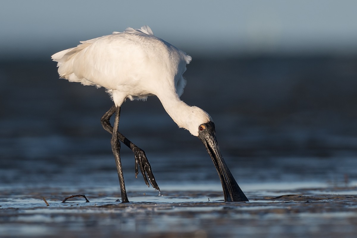 Royal Spoonbill - ML287228531