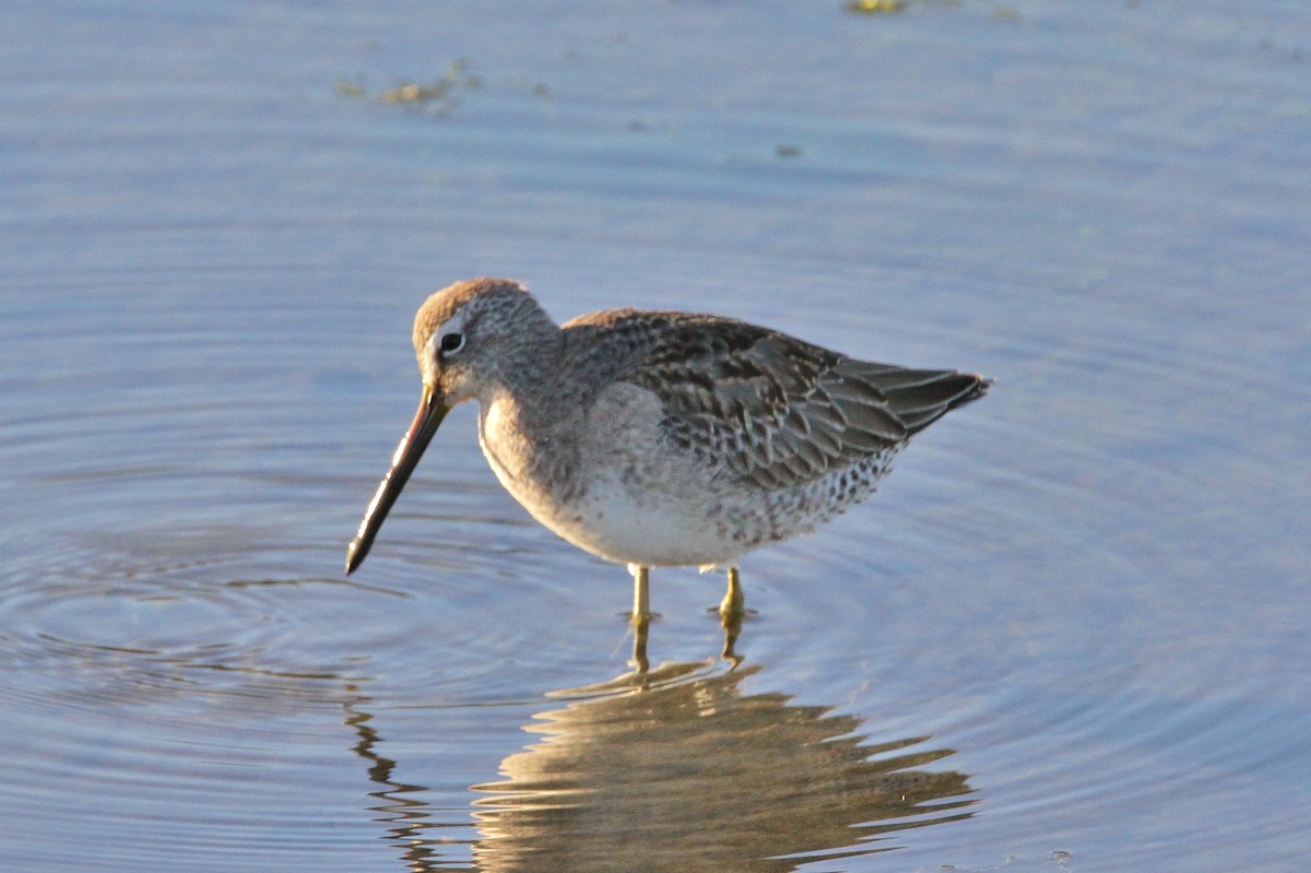 Long-billed Dowitcher - ML287230341