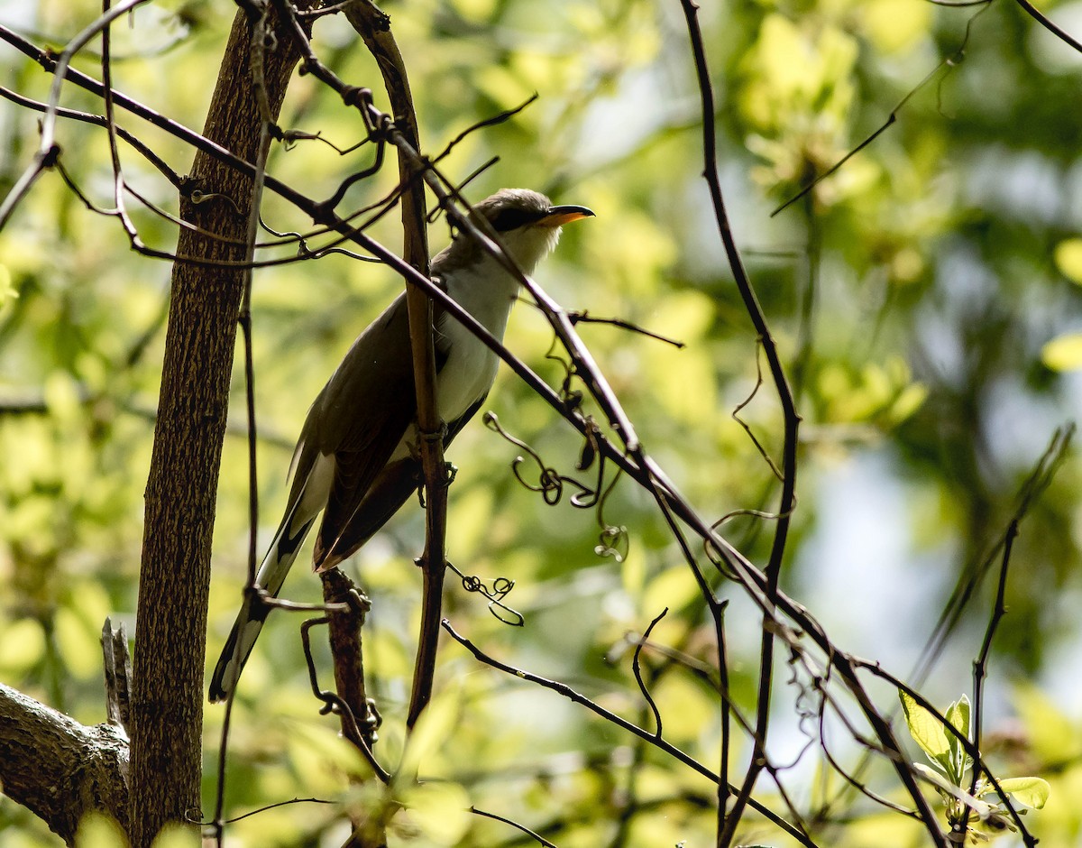 Yellow-billed Cuckoo - ML28723251