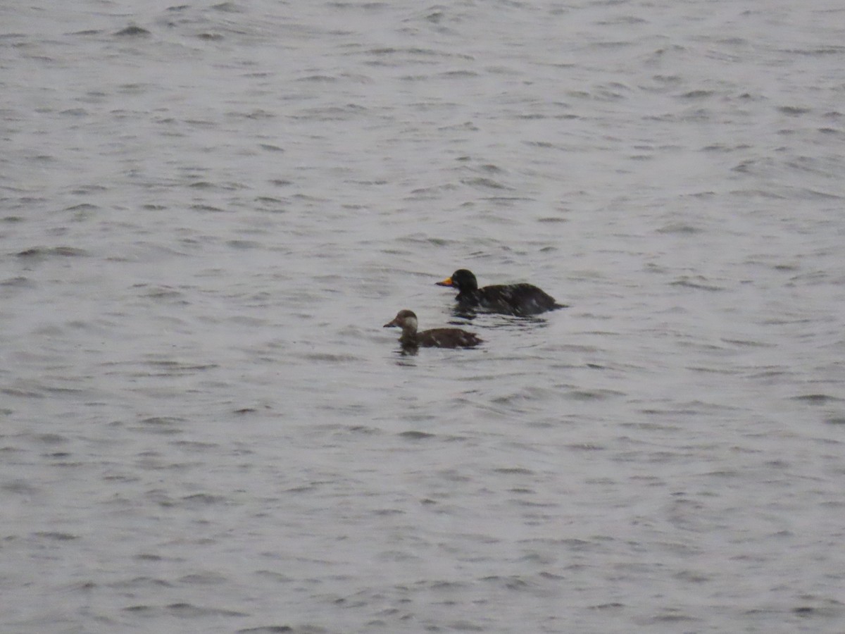 Black Scoter - Caitlyn Schuchhardt