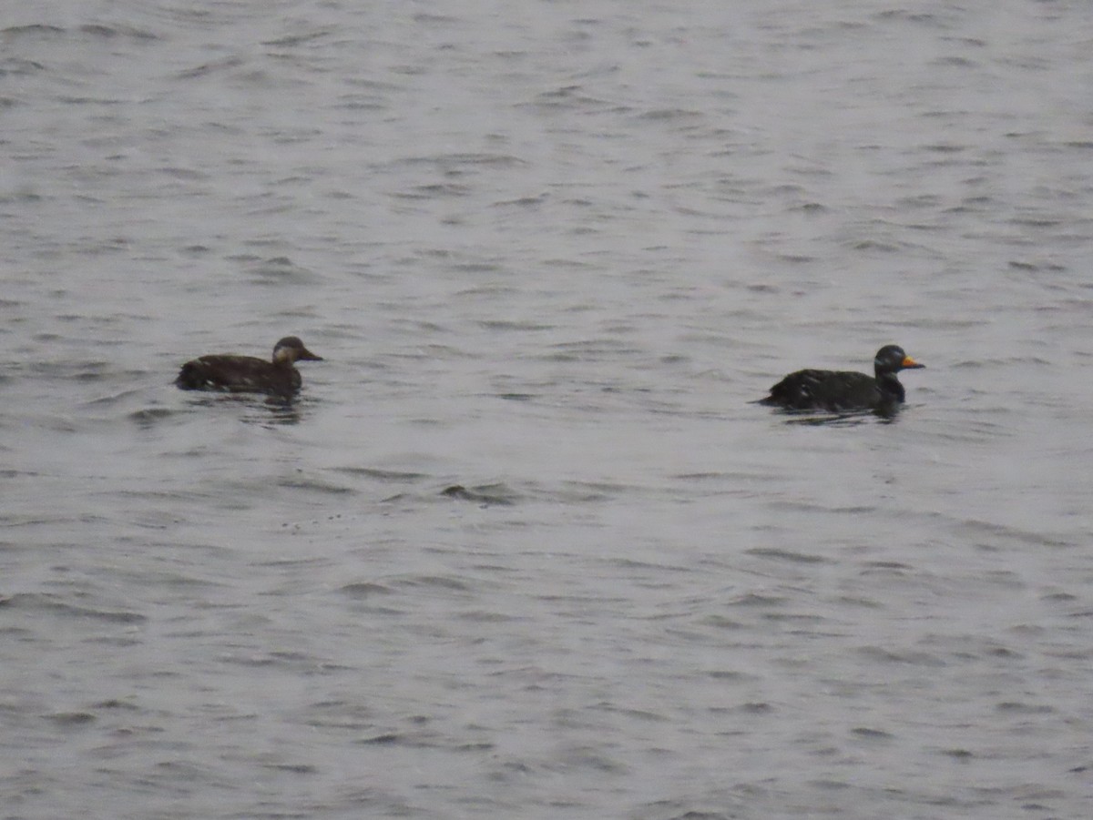 Black Scoter - Caitlyn Schuchhardt