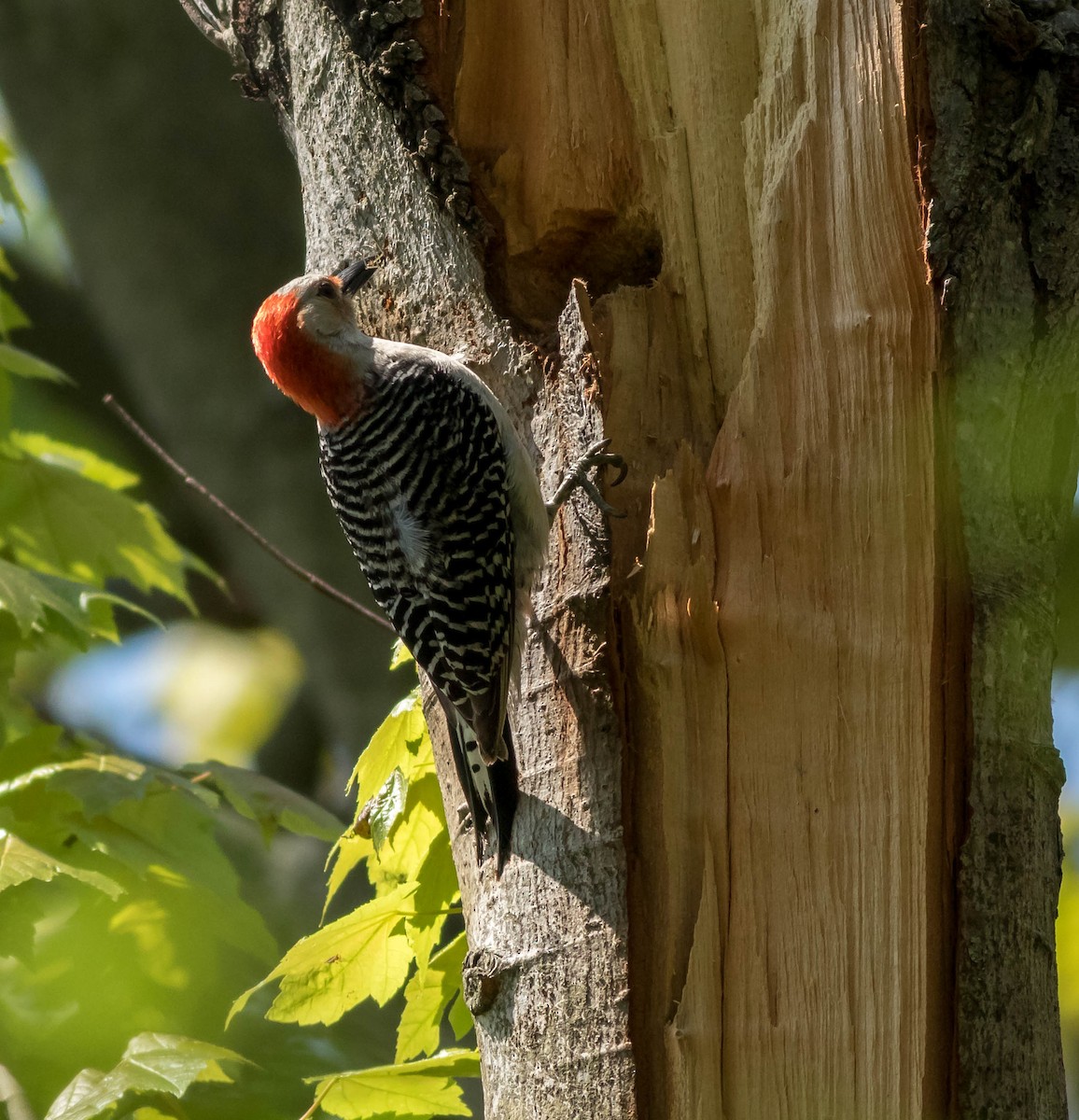 Red-bellied Woodpecker - ML28723371