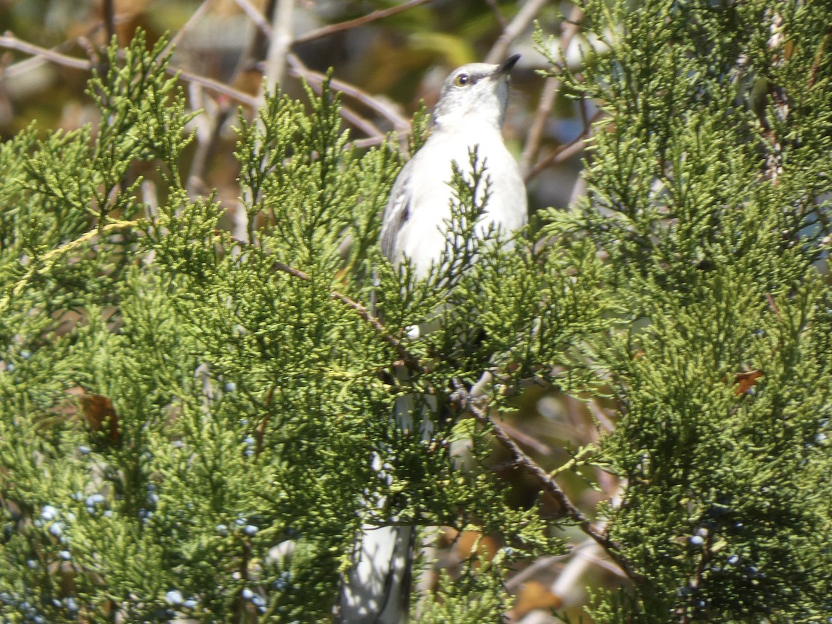 Northern Mockingbird - ML287234361