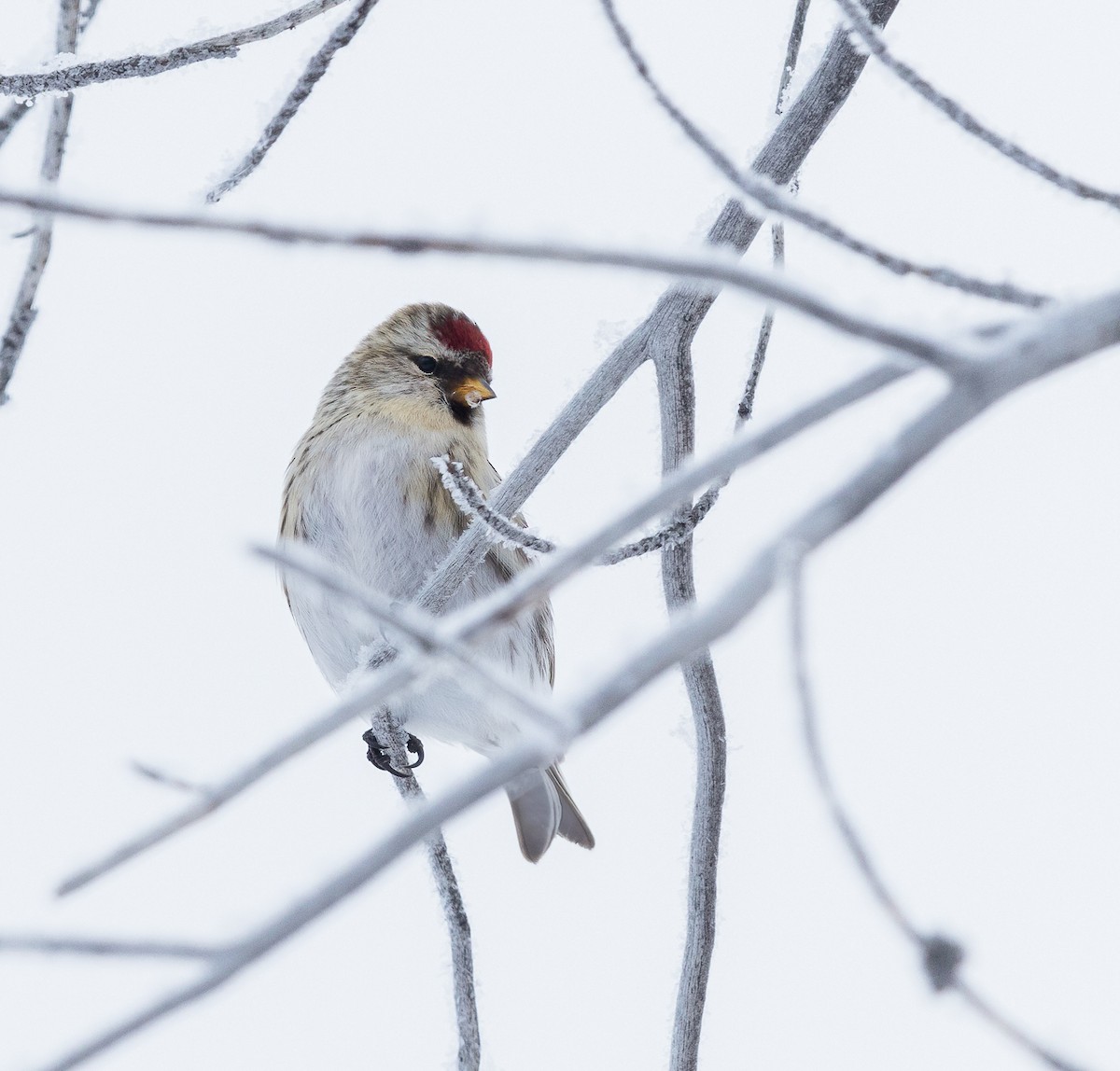 Common Redpoll - ML287234771