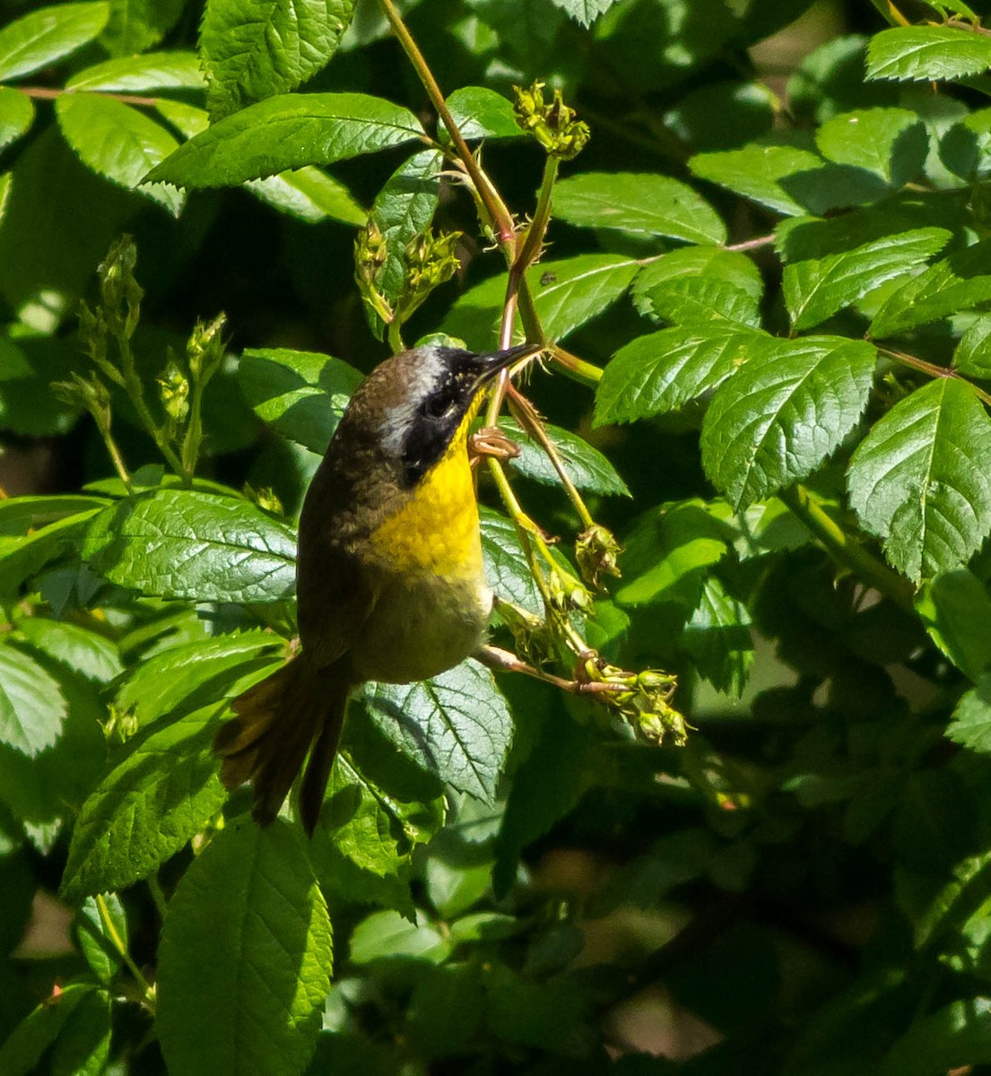 Common Yellowthroat - ML28723601