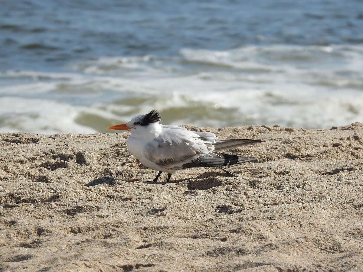 Caspian Tern - ML287236551