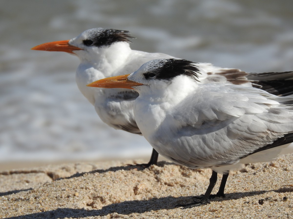 Caspian Tern - elwood bracey