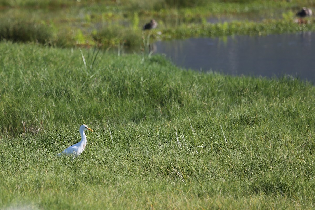 Египетская цапля (ibis) - ML287236591