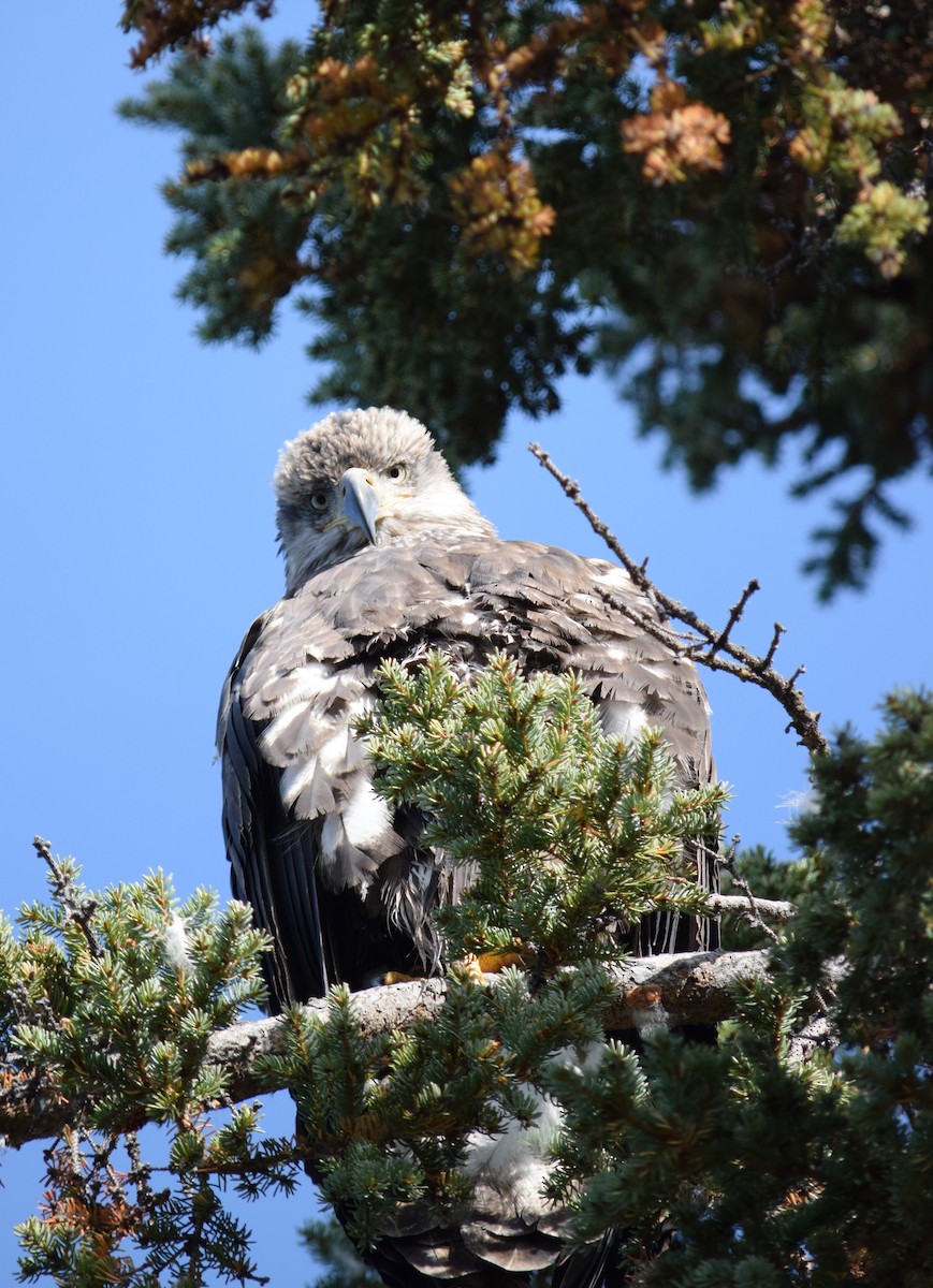 Bald Eagle - ML287236711