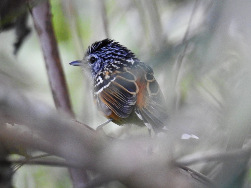 Klages's Antbird - ML287238281