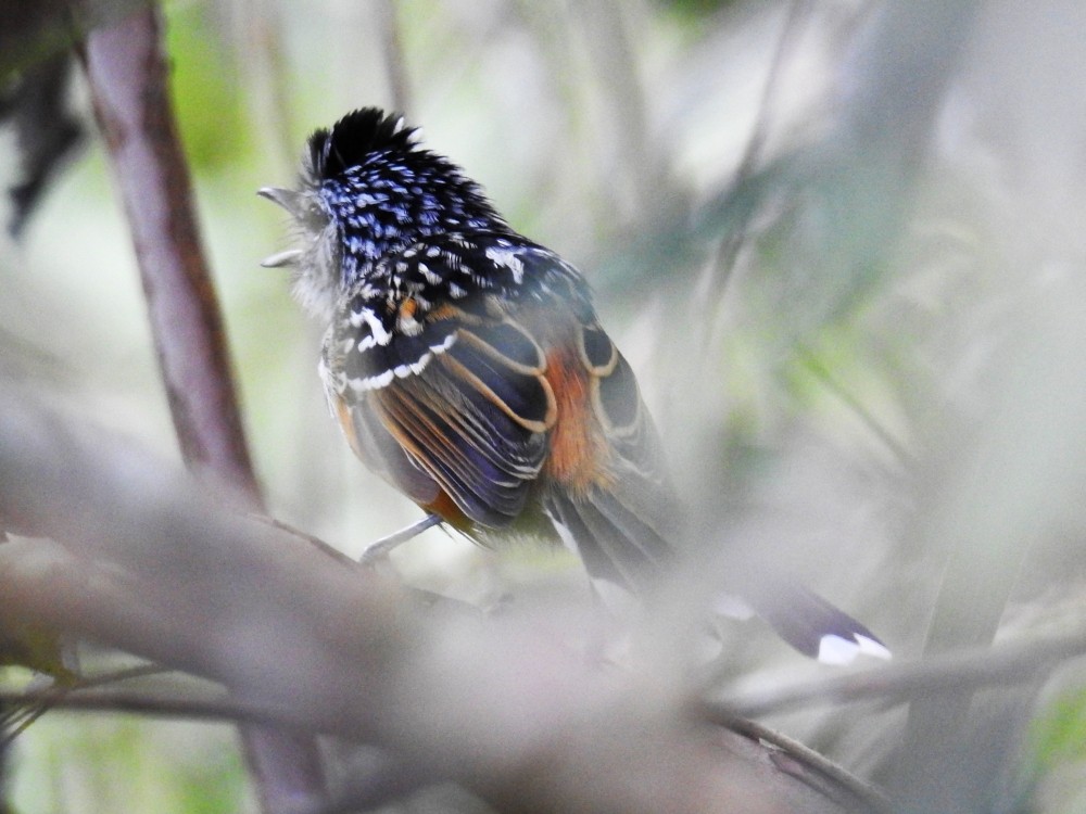 Klages's Antbird - ML287238301