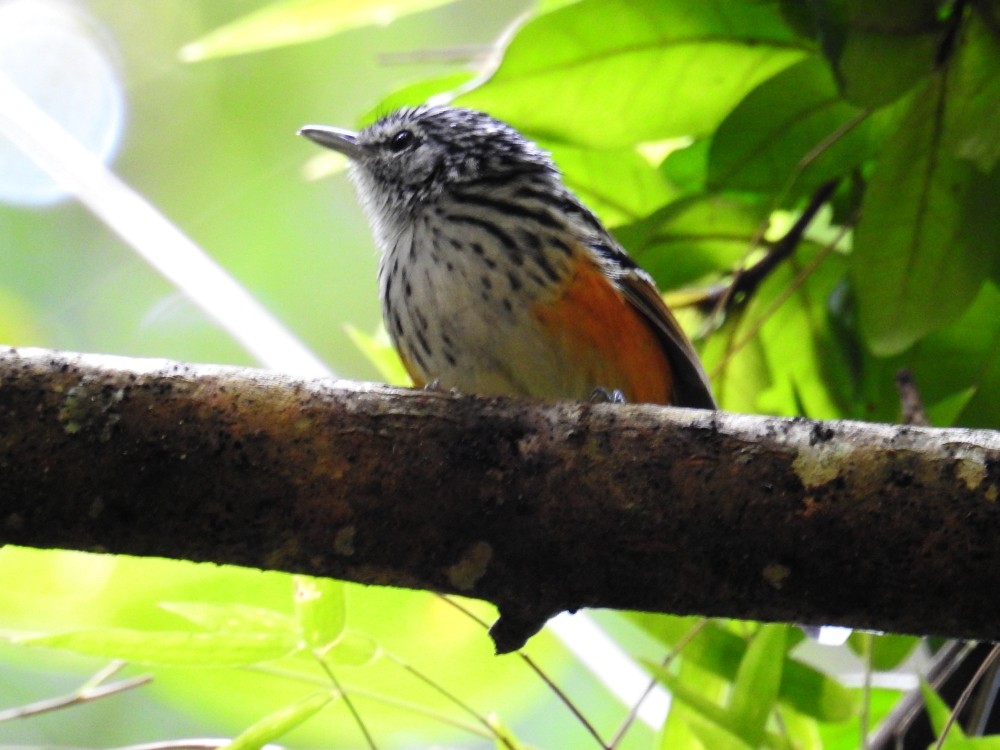 Klages's Antbird - ML287238341