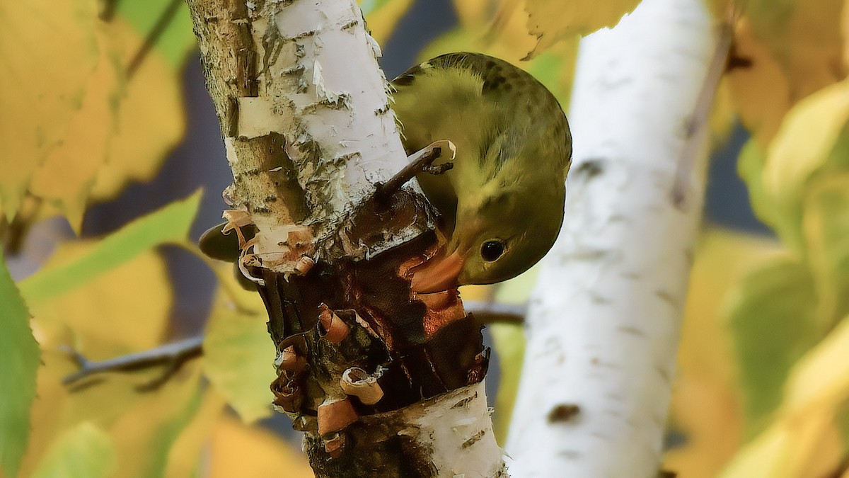 Western Tanager - ML287239941