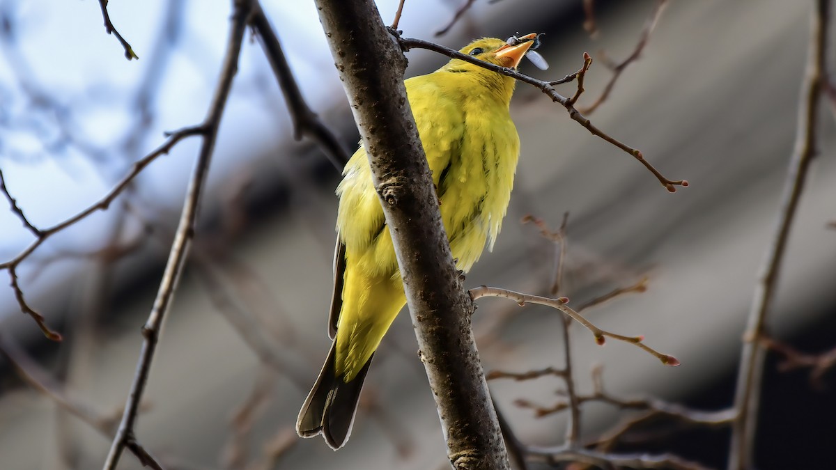 Western Tanager - ML287239961