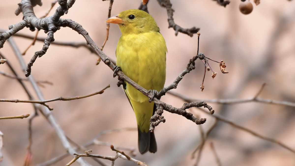 Western Tanager - ML287240001