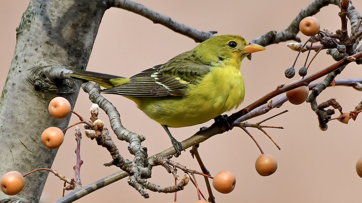 Western Tanager - ML287240061
