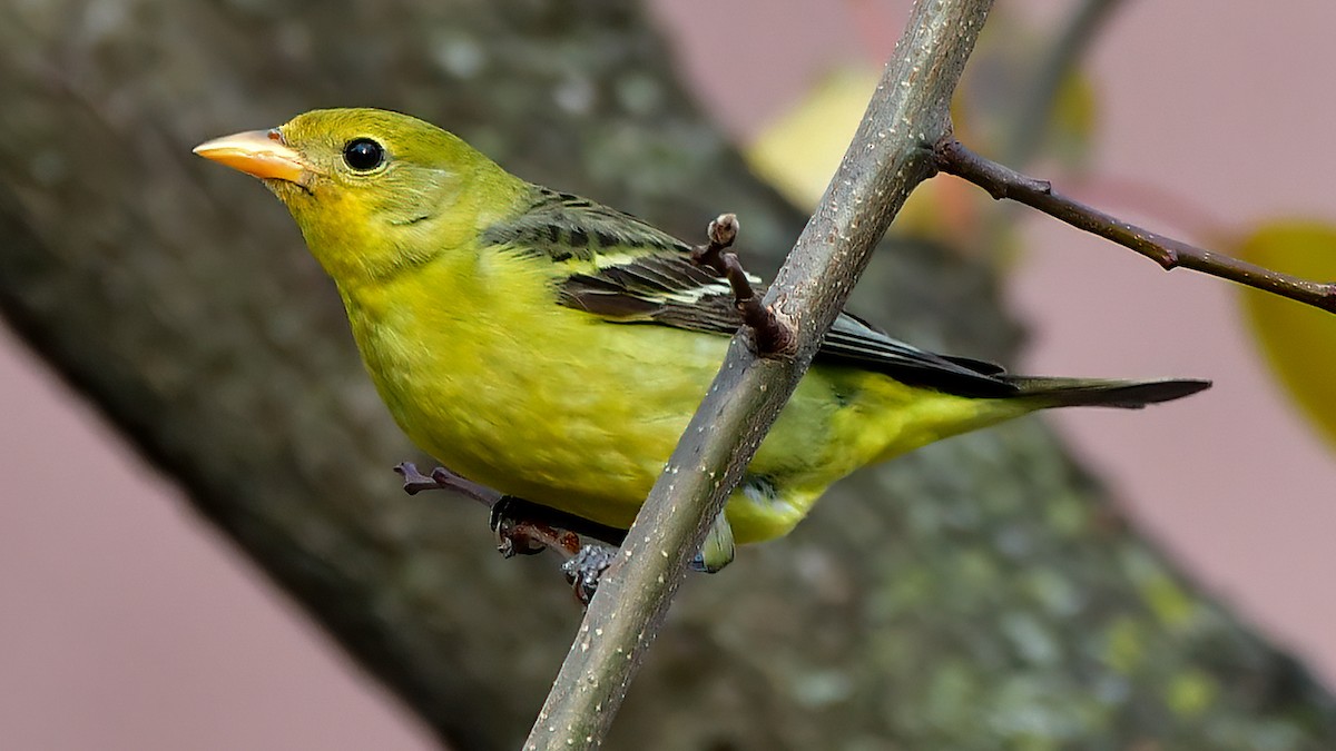 Western Tanager - ML287240181