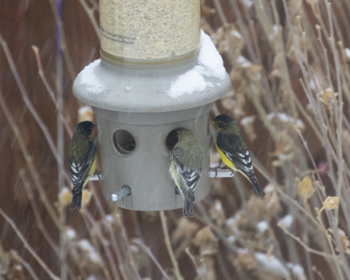 Lesser Goldfinch - ML287240581