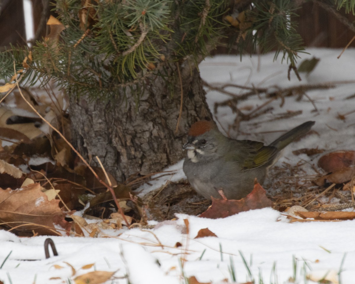 Green-tailed Towhee - ML287240741