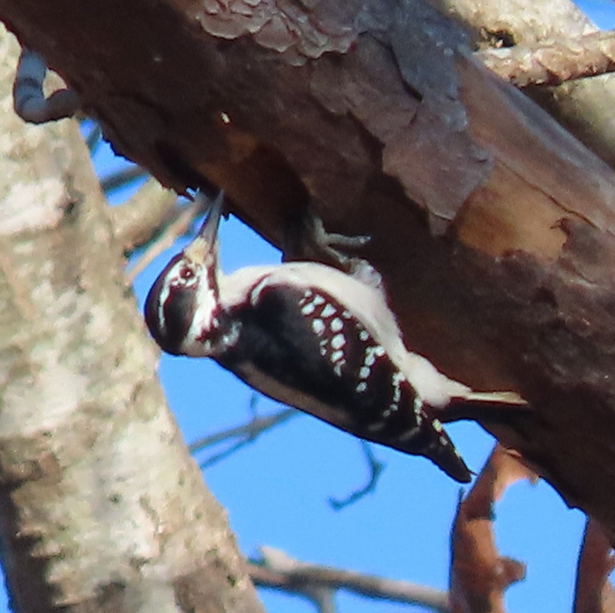 Hairy Woodpecker - ML287240811