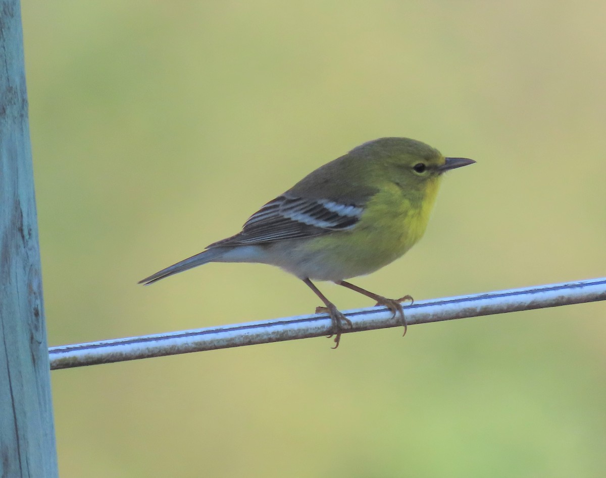 Pine Warbler - ML287241181