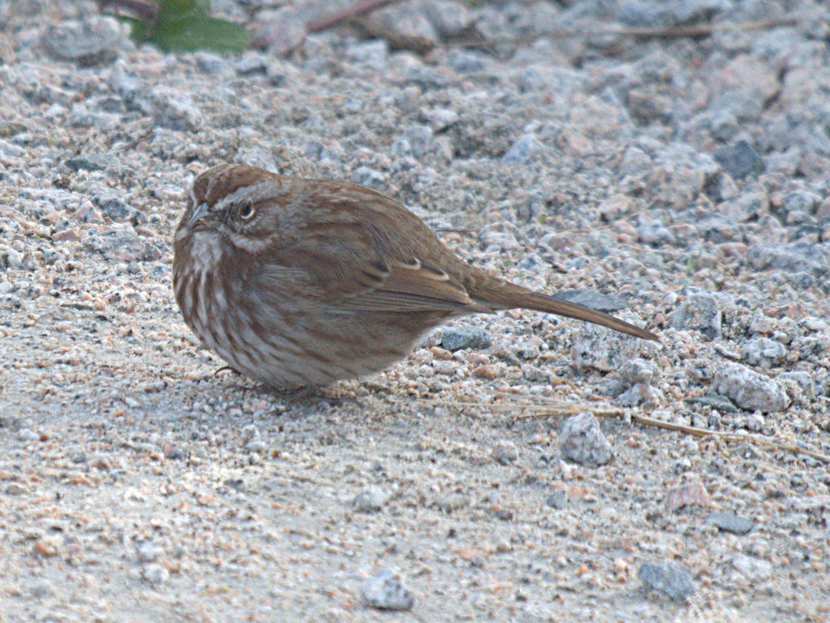 Song Sparrow - ML287242491