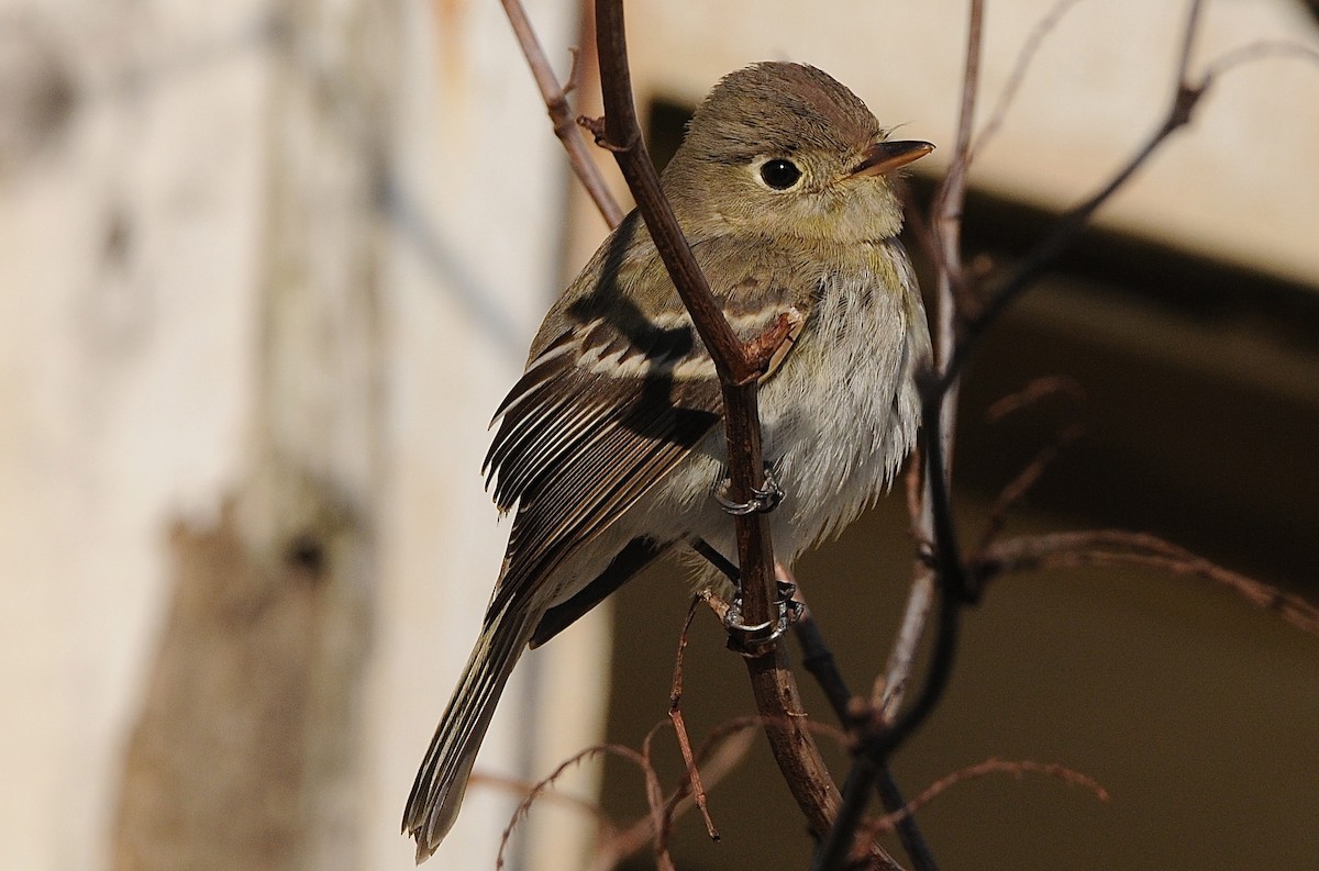 Western Flycatcher (Pacific-slope) - ML287242631