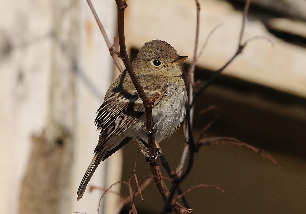 Western Flycatcher (Pacific-slope) - ML287242691