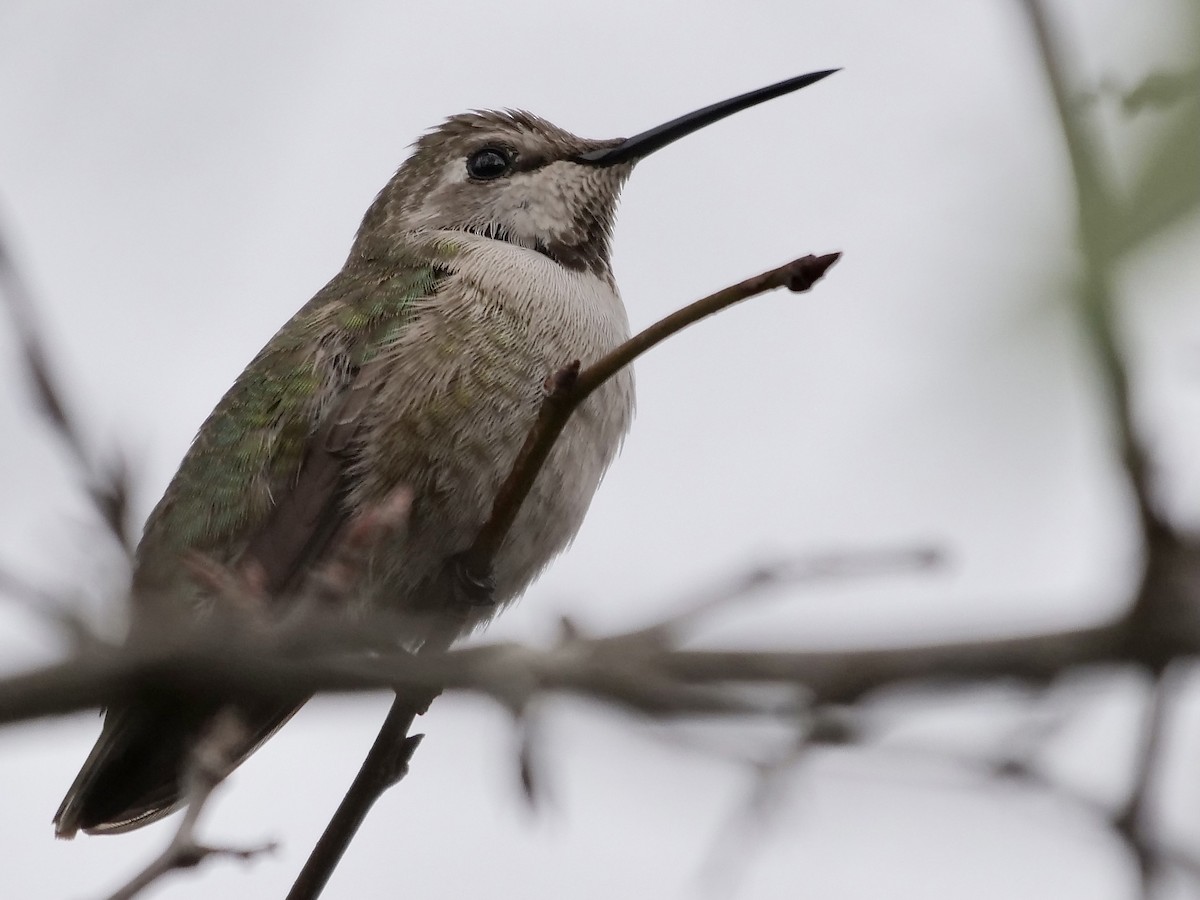 Anna's Hummingbird - Jeff Osborne