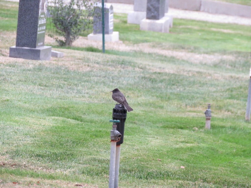 Black Phoebe - ML287245051