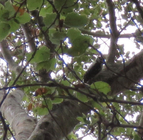 Downy Woodpecker - ML287245091