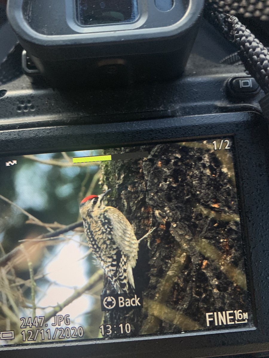 Yellow-bellied Sapsucker - ML287245111