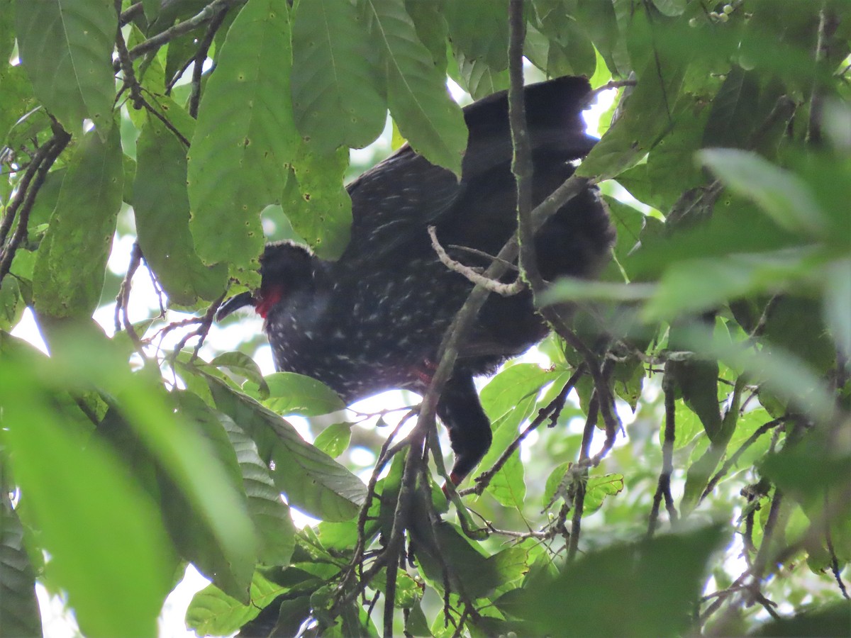 Crested Guan - ML287245431