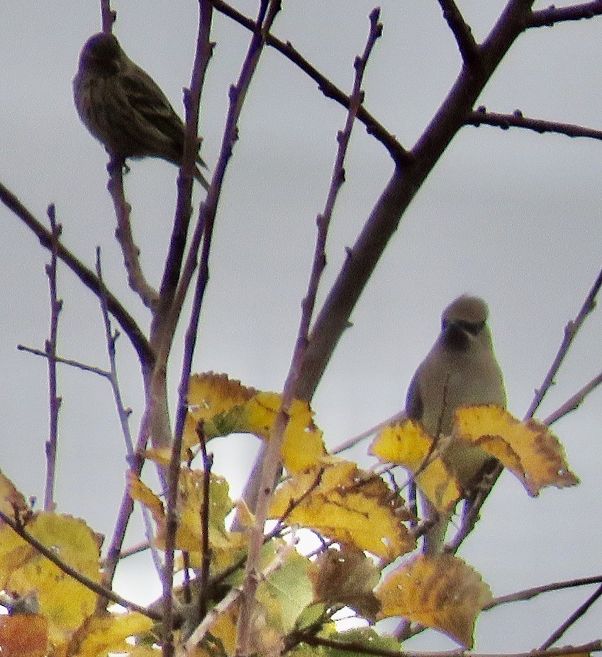 Cedar Waxwing - ML287245611