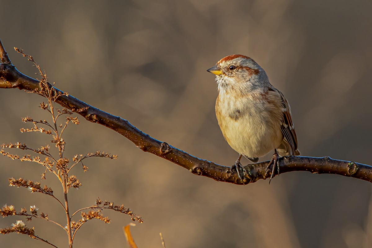 American Tree Sparrow - ML287245691