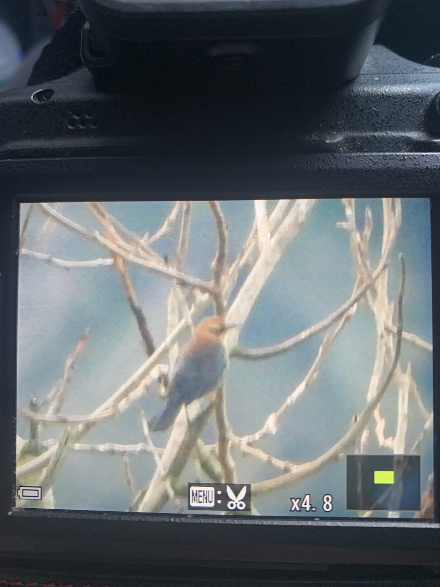 Rusty Blackbird - ML287245771