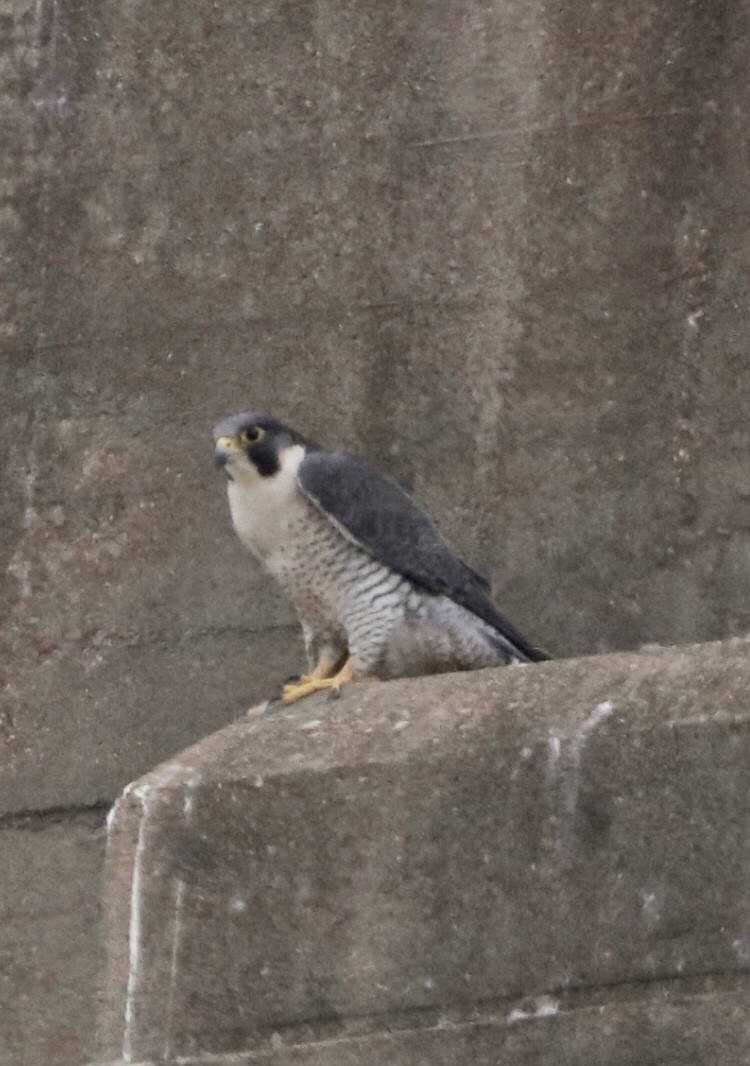 Peregrine Falcon - ML287246621