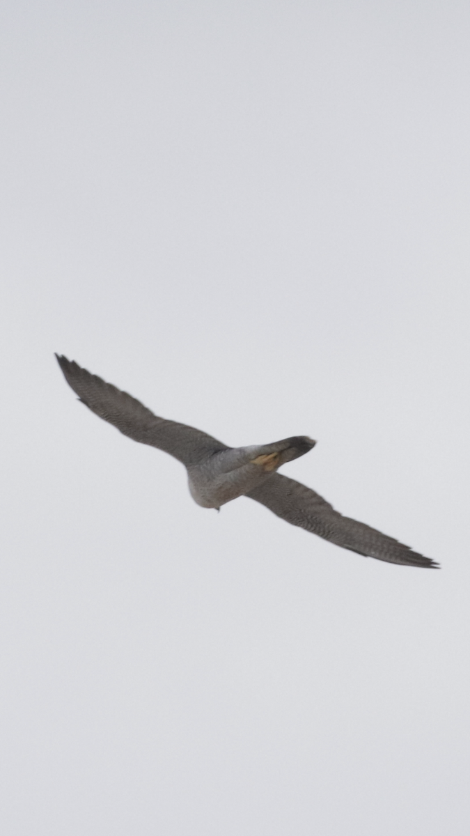Halcón Peregrino - ML287246781