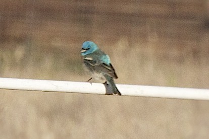 Lazuli Bunting - ML28724711