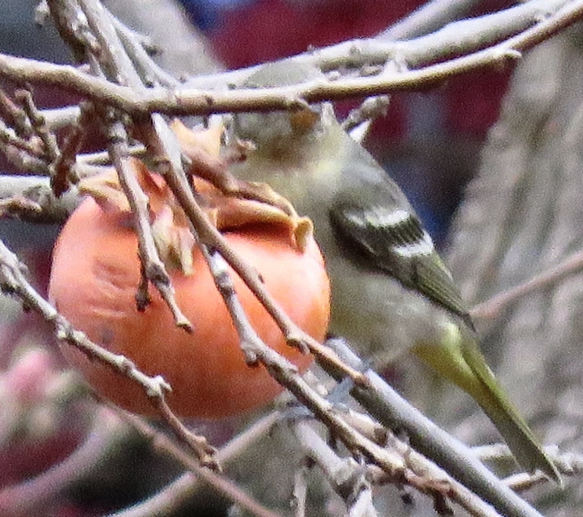 Western Tanager - ML287247241