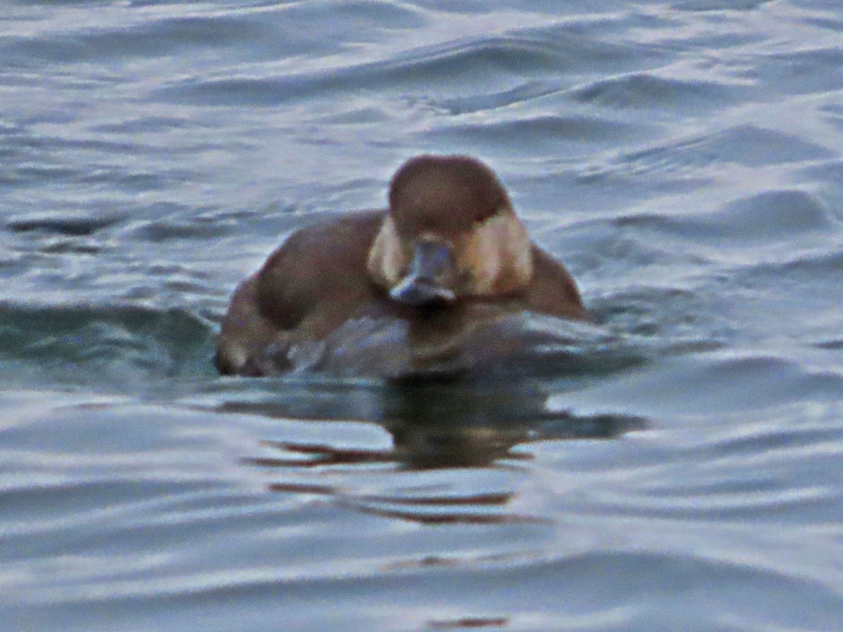 Black Scoter - ML287247601