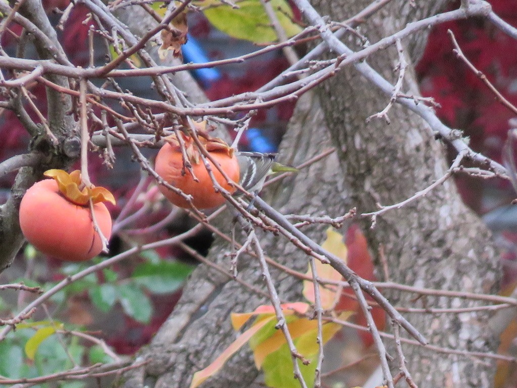 Western Tanager - ML287247621