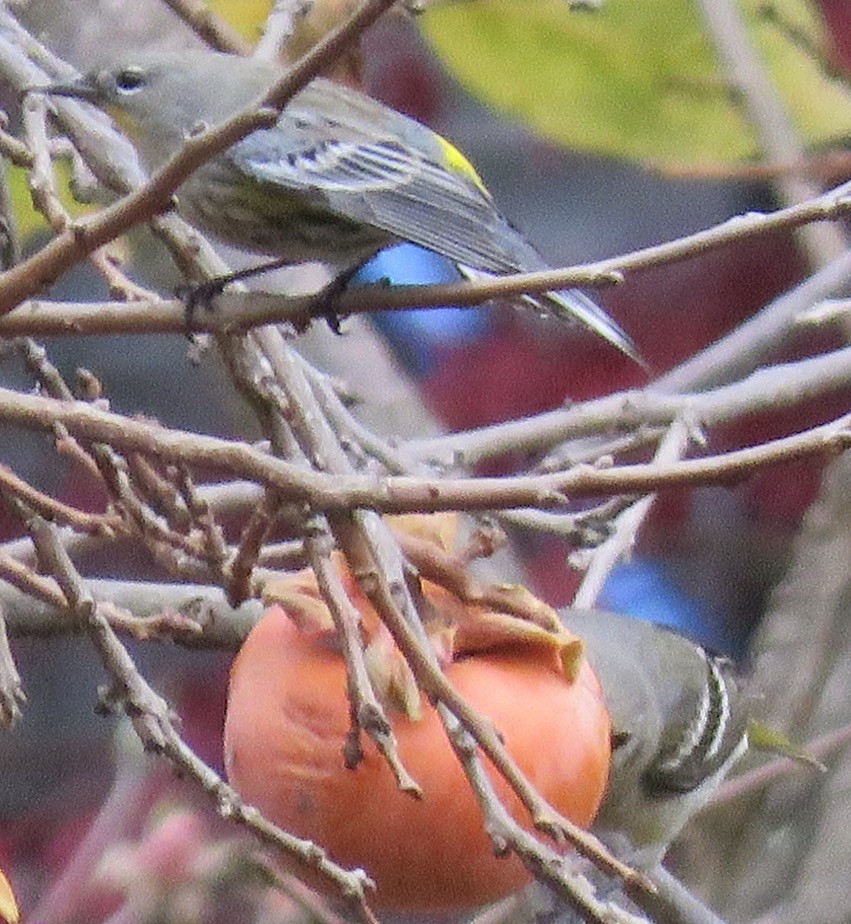 Western Tanager - ML287247661