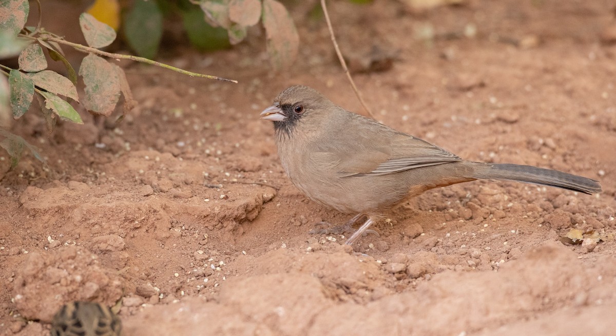 Abert's Towhee - Ian Davies