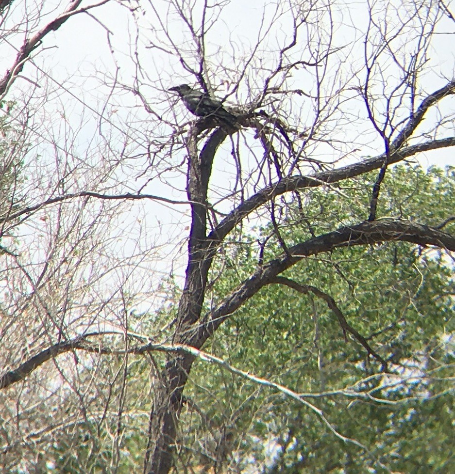 Common Raven - ML28724811