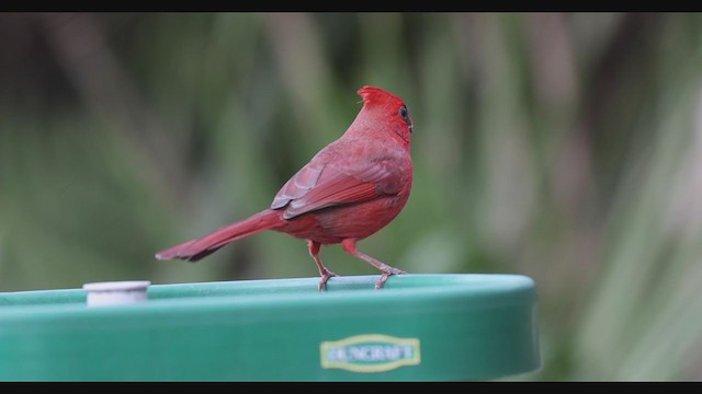 Cardinal rouge (groupe cardinalis) - ML287248341