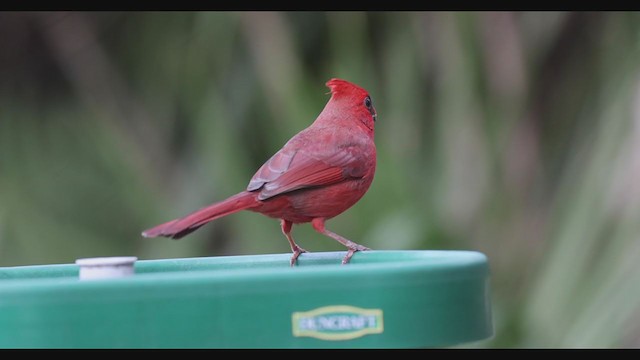 rødkardinal (cardinalis gr.) - ML287248341