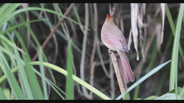 ショウジョウコウカンチョウ（cardinalis グループ） - ML287248371