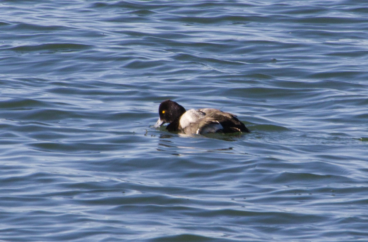 Lesser Scaup - Carol Delynko